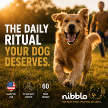 All-In-One Wellness Chews with Himalayan Shilajit
